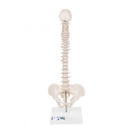 Mini Anatomie Modell Menschliche Wirbelsäule, beweglich und mit Becken, auf Stativ von 3B Scientific GmbH