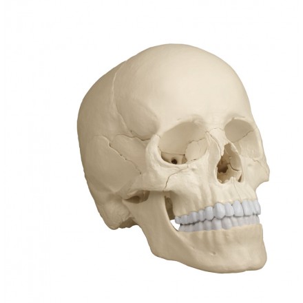 Osteopathie Schädelmodell, 22-teilig, anatomische Ausführung, weiß von Erler- Zimmer GmbH & Co. KG